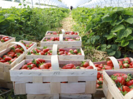 Plantator pod lupą Straży Granicznej. Taka interpretacja przepisów to cios dla całej branży