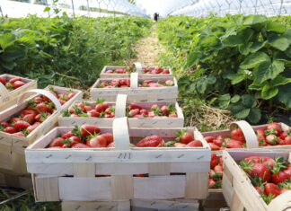 Plantator pod lupą Straży Granicznej. Taka interpretacja przepisów to cios dla całej branży