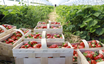 Plantator pod lupą Straży Granicznej. Taka interpretacja przepisów to cios dla całej branży