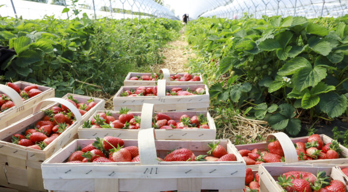 Plantator pod lupą Straży Granicznej. Taka interpretacja przepisów to cios dla całej branży