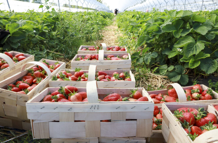 Plantator pod lupą Straży Granicznej. Taka interpretacja przepisów to cios dla całej branży