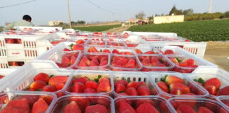 Czy UE wreszcie ochroni swoich producentów? Szykują się zmiany dotyczące importowanych owoców truskawki egipt