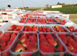Czy UE wreszcie ochroni swoich producentów? Szykują się zmiany dotyczące importowanych owoców truskawki egipt