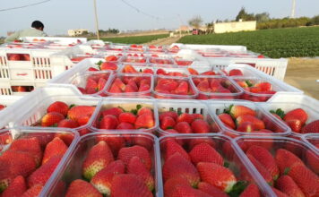 Czy UE wreszcie ochroni swoich producentów? Szykują się zmiany dotyczące importowanych owoców truskawki egipt