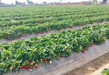 Sezon na egipskie truskawki w pełni