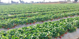 Sezon na egipskie truskawki w pełni