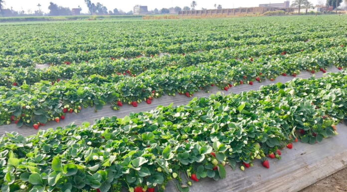 Sezon na egipskie truskawki w pełni