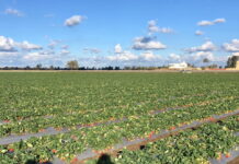 Egipt rozwija produkcję truskawek do mrożenia i umacnia pozycję eksportową truskawki w egipcie