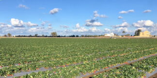 Egipt rozwija produkcję truskawek do mrożenia i umacnia pozycję eksportową truskawki w egipcie