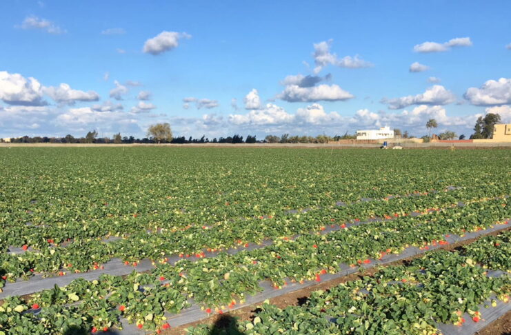 Egipt rozwija produkcję truskawek do mrożenia i umacnia pozycję eksportową truskawki w egipcie