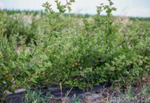 Uprawa agrestu – jej wielkość i zlokalizowanie agrest_krzewy_krzew_agrestu