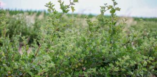 Uprawa agrestu – jej wielkość i zlokalizowanie agrest_krzewy_krzew_agrestu