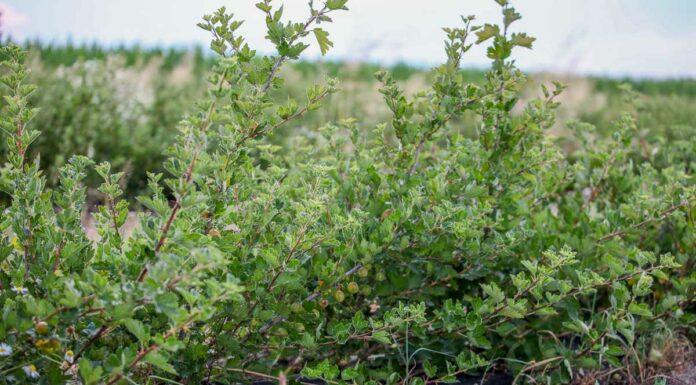 Uprawa agrestu – jej wielkość i zlokalizowanie agrest_krzewy_krzew_agrestu