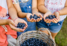 Spożycie borówki w Europie. Trend jest pozytywny