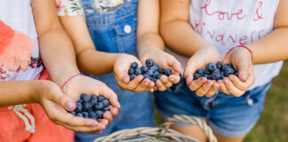 Spożycie borówki w Europie. Trend jest pozytywny
