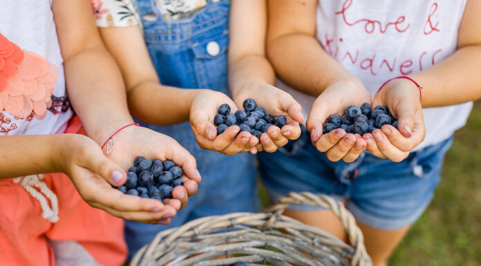 Spożycie borówki w Europie. Trend jest pozytywny