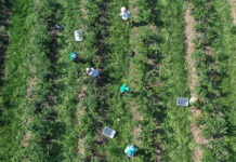 Brakuje pracowników do zbiorów – apel SPBA zbiory_borówka