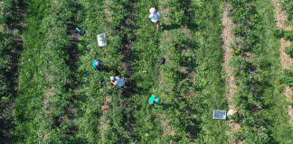 Brakuje pracowników do zbiorów – apel SPBA zbiory_borówka