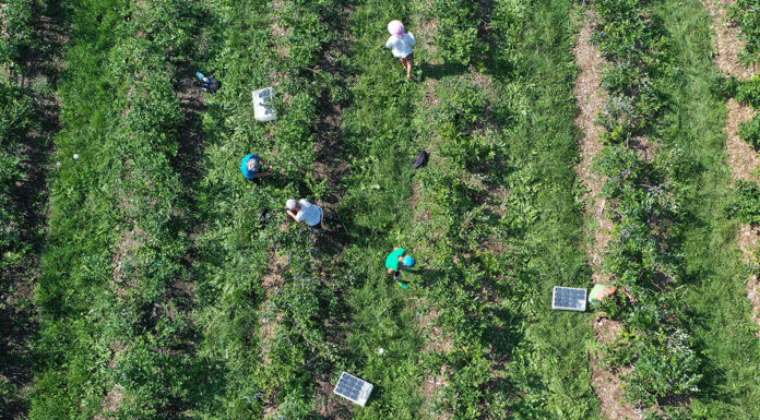 Brakuje pracowników do zbiorów – apel SPBA zbiory_borówka