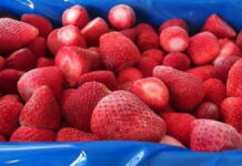 Głowni dostawcy świeżych i mrożonych truskawek z mniejszymi zbiorami