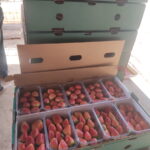 FRUIT KINGDOM EGYPT,,,egiptian_