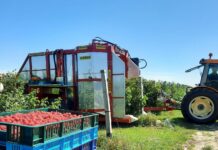 Plantatorzy malin protestują. Czy będą blokady zakładów?