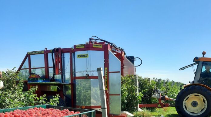 Plantatorzy malin protestują. Czy będą blokady zakładów?