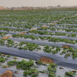 egyptian strawberry.egiptian_