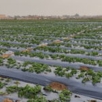 egyptian strawberry,,,egiptian_