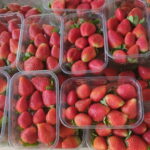 fruit kingdom egy.jpg,,,egiptian_