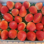 fruit kingdom egyptegiptian_