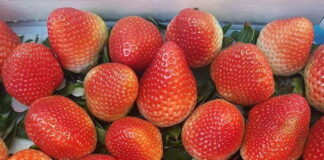 Jak produkować owoce jagodowe przy zmiennej pogodzie