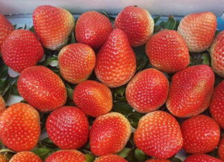 Jak produkować owoce jagodowe przy zmiennej pogodzie