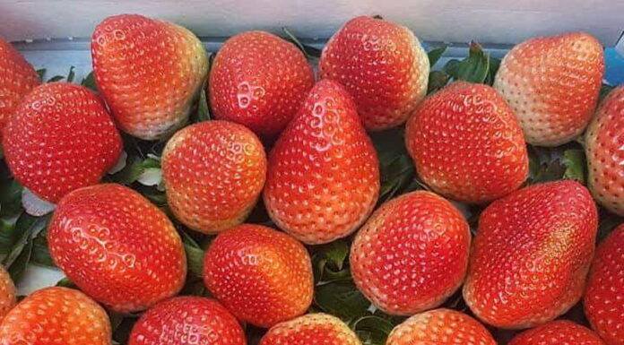 Jak produkować owoce jagodowe przy zmiennej pogodzie