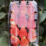 frukingegyegiptian_