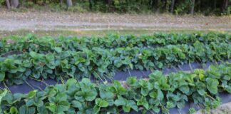 Polowa uprawa truskawek w technologii węglowej