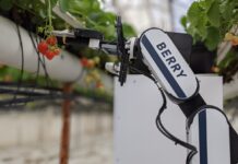 Zautomatyzowany zbiór truskawki, czyli robot w sektorze szklarniowym