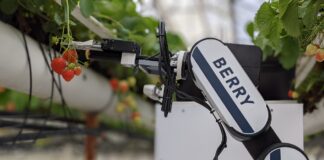 Zautomatyzowany zbiór truskawki, czyli robot w sektorze szklarniowym