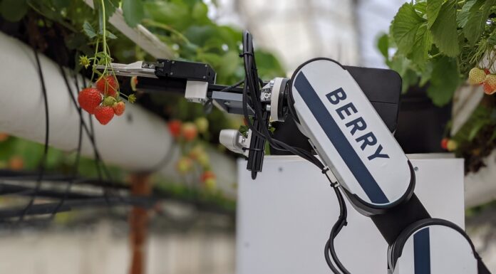 Zautomatyzowany zbiór truskawki, czyli robot w sektorze szklarniowym