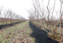 Jak dobrze przygotować stanowisko pod uprawę borówki? FILM