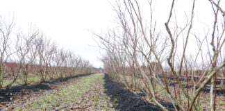 Jak dobrze przygotować stanowisko pod uprawę borówki? FILM