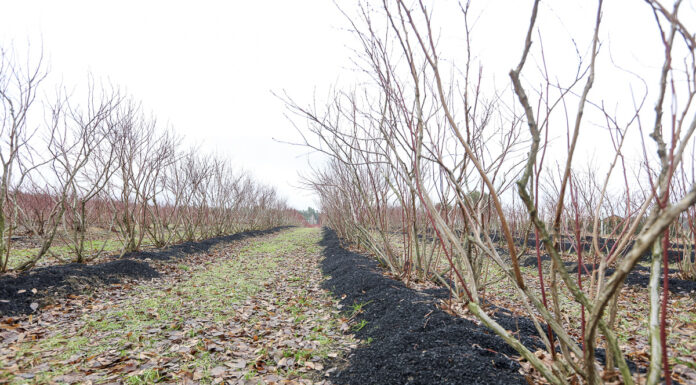 Jak dobrze przygotować stanowisko pod uprawę borówki? FILM