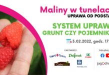 Maliny w tunelach – webinarium malinowe 3 lutego
