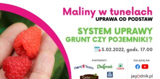 Maliny w tunelach – webinarium malinowe 3 lutego