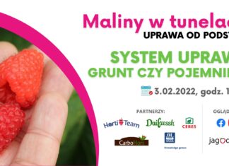 Maliny w tunelach – webinarium malinowe 3 lutego