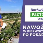 Nawożenie borówki w pierwszym roku