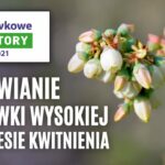 Odżywienie borówki