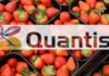 QUANTIS – pierwszy biostymulator od Syngenty