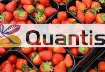 QUANTIS – pierwszy biostymulator od Syngenty
