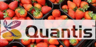 QUANTIS – pierwszy biostymulator od Syngenty
